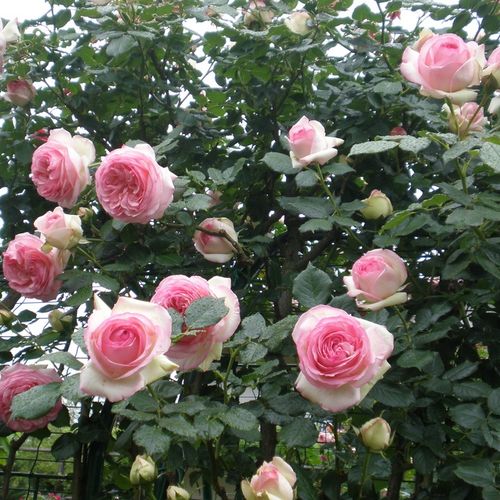 Růžová s bílým nádechem - Stromkové růže s květmi čajohybridů - stromková růže s převislou korunou